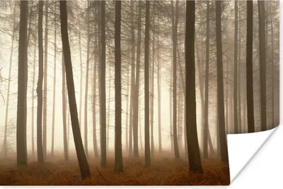 Produktbild von MuchoWow® Poster Wald - Nebel - Baum 60x40 cm - Schlafzimmerdekoration