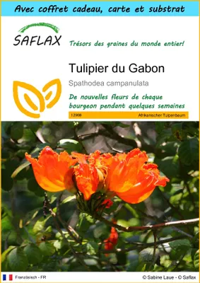 Image de SAFLAX Ensemble-cadeau - Tulipier du Gabon - 30 graines - Spathodea