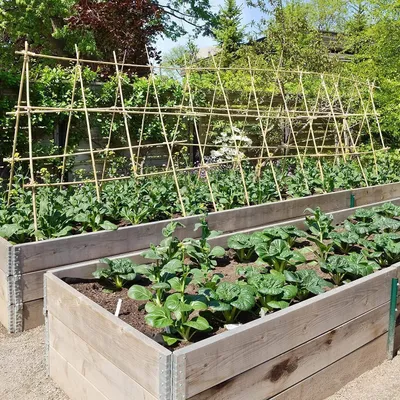 Produktbild von Bamboestangen 120 cm, Ø 8-10 mm, 50 Stück, Pflanzenstützen für Garten