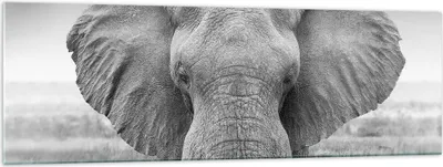Produktbild von Bilder auf glas - Einteilig - Elefant Afrika Tier - 160x50cm - Glasbilder - Wandbilder - Bilder - zum Aufhängen bereit - Wanddekoration aus Glas - Glas Bilder - Wandbild auf Glas - GAB160x50-5072