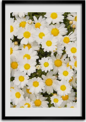 Produktbild von Bild - Bilderrahmen - Foto - 70 cm x 100 cm - MDF - Rahmen - Wandkunst - Gänseblümchen-Blumen