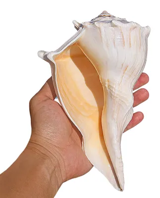 Image de Coquillages naturels pour la décoration