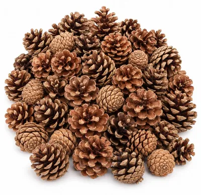 Produktbild von Tannenzapfen 1 kg ca. 50-70 Stk 5-6 cm Pinus nigra Kiefernzapfen Deko Natur