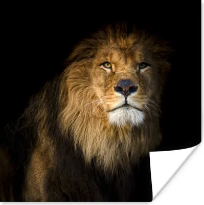 Produktbild von MuchoWow® Poster Löwe - Tier - Schwarz 50x50 cm - Wohnzimmerdekoration
