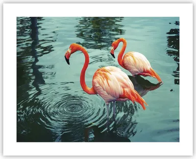 Produktbild von Poster - Poster ohne Rahmen - Rosa Flamingos Wasser - 50x40 cm - Wand Bild - Wanddeko - Wandbilder - Kunstposter - Wandposter - Bilder - Kunstdruck - Wanddekoration - Wandbild - P2XAA50x40-4203