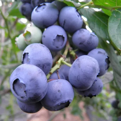 Produktbild von Heidelbeere Bluegold - Vaccinium corymbosum