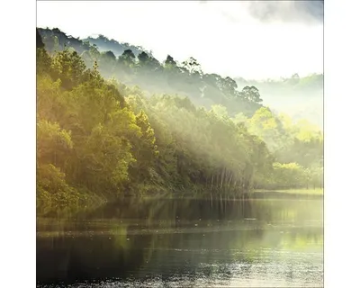 Produktbild von Glasbild Forest Atmosphere II 50x50 cm