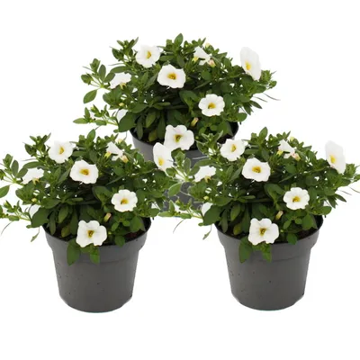 Obrázok produktu pre Magic bell - Mini závesná petúnia - Calibrachoa - 12cm kvetiná? - sada 3 rastlín - biela