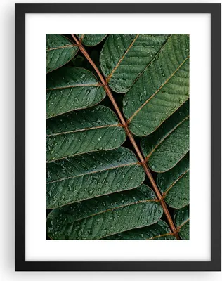 Produktbild von Gerahmtes Poster - Schwarzer Rahmen - Tropfen Wasser Blätter - 30x40 cm - Wand Bild - Wanddeko - Wandbilder - Kunstposter - Wandposter - Bilderrahmen - Bilder - Kunstdruck - Wandbild - P2BPA30x40-4328