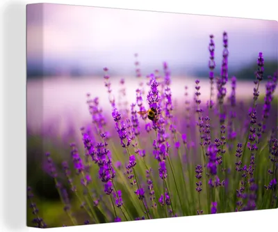Produktbild von OneMillionCanvasses® - Leinwandbilder - 140x90 cm, Lavendel mit Biene, Wandbilder Kunstdruck Wanddekoration