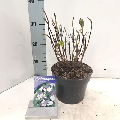 Immagine prodotto di Hydrangea serr. ‘Bluebird’  - Ortensia | 20-25 cm in vaso