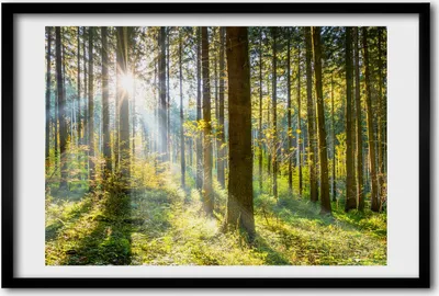 Produktbild von Bild 60x40 MDF-Rahmen, Wandkunst Wald in der Sonne