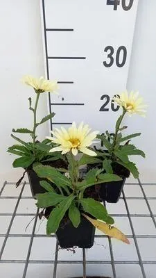 Immagine prodotto di 6 x Leucanthemum (s) 'Banana Cream' - Marguerite - vaso 9 x 9 cm