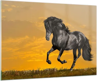 Produktbild von Bilder auf glas - Tiere Pferd Laufen Wiese - 100x70cm - Glasbilder - Wandbilder - Kunstdruck - zum Aufhängen bereit - Wanddekoration aus Glas - Glas Bilder - Wandbild auf Glas - GAA100x70-2248