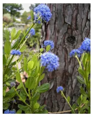 Produktbild von Säckelblume Victoria - Ceanothus impressus Victoria - immergrün (30-40)