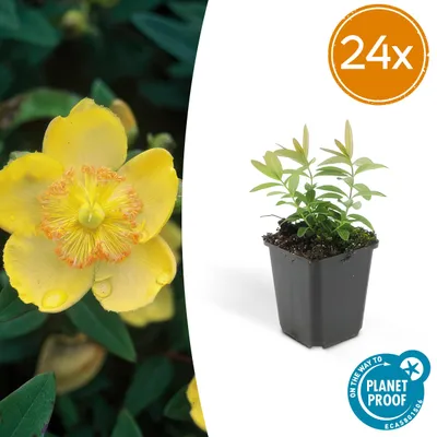 Image de Hypericum calycinum | 24 pièces - 10-25cm - Ø9cm - Plante de jardin