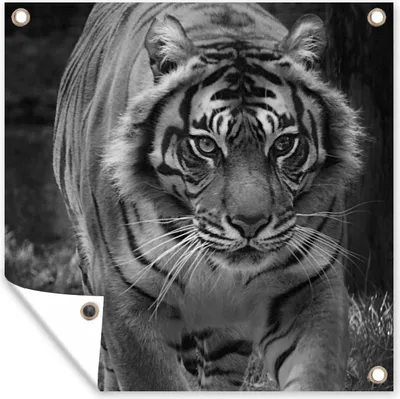 Produktbild von MuchoWow® 50x50 cm Outdoor-Poster Gartendeko Sichtschutz Garten Poster für den Garten  Tiger - Gras - Wilde Tiere
