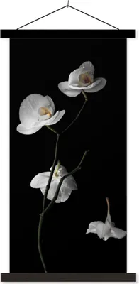 Produktbild von MuchoWow® Textilposter Orchidee - Blumen - Schwarz - Weiß - Stilleben 40x80 cm mit schwarzem Rahmen - Wandemalerei