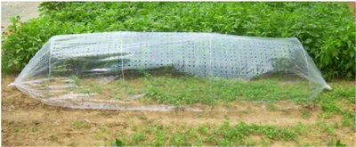 Produktbild von Frühbeet Strend Pro Garden, 310x100 cm, Mini-Foliengewächshaus, perforiert