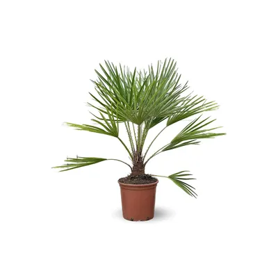 Image de Chamaerops Humilis - palmier nain - ↕ 70-80 cm - ⌀ 19 cm - plante d'extérieur