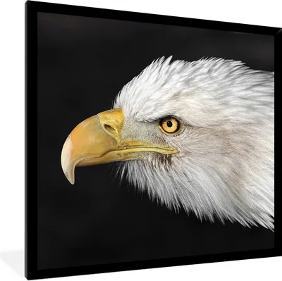 Produktbild von MuchoWow® Gerahmtes Poster Adler - Vogel - Schnabel - Augen 40x40 cm - Poster mit Schwarzem Bilderrahmen Wandposter Rahmen Foto Bilder - Mit Rahmen - Wanddekoration Schlafzimmer