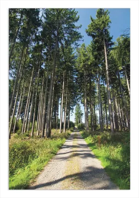 Produktbild von Wallario Wandbild Stiller Waldweg, Größe: 61 x 91,5 cm, Poster mit rahmenlosen Bildhalter