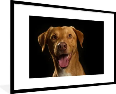 Produktbild von MuchoWow® Gerahmtes Poster Hund - Haustiere - Porträt 90x60 cm - Poster mit Schwarzem Bilderrahmen Wandposter Rahmen Foto Bilder - Wanddekoration - Fotos