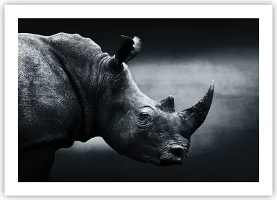 Produktbild von Poster - Poster ohne Rahmen - Nashorn Schwarzweiß Porträt - 70x50 cm - Wand Bild - Wanddeko - Wandbilder - Kunstposter - Wandposter - Bilder - Kunstdruck - Wanddekoration - Wandbild - P2XAA70x50-4347