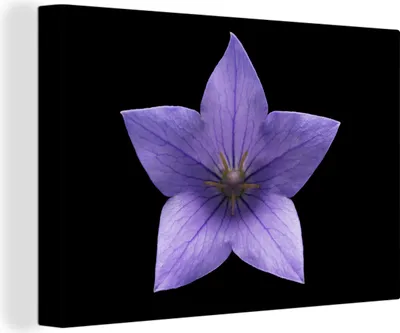 Produktbild von OneMillionCanvasses® - Leinwandbilder - 150x100 cm, Form - Blumen - Lila, Wandbilder Kunstdruck Wanddekoration