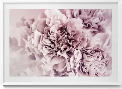 Produktbild von Blassrosa Pfingstrosenblüten– Wandbild mit Rahmen – Gerahmtes Bild  – Wanddekoration – 100x70 cm –  Weiß Rahmen