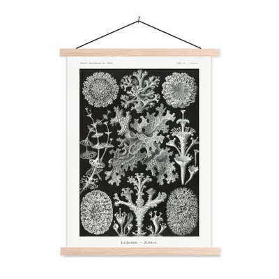 Produktbild von MuchoWow® Textilposter Kunst - Koralle - Ernst Haeckel - Alte Meister - Natur 40x53 cm mit holzfarbenen Rahmen - Schlafzimmer
