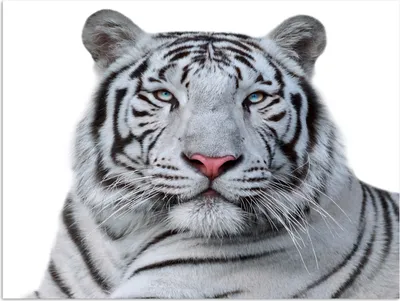 Produktbild von MuchoWow® Poster Tiger - Weiß - Tiere 120x90 cm - Wandbild
