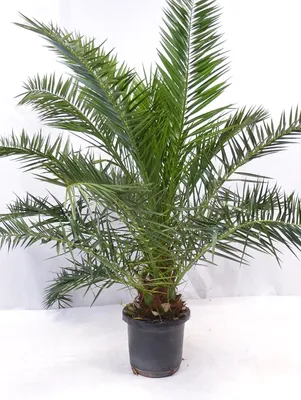 Produktbild von [Palmenlager] - XXL Phoenix canariensis -kanarische Dattelpalme - 200/220 cm // Indoor + Outdoor