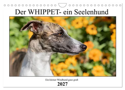 Produktbild von Der Whippet - ein Seelenhund (Wandkalender 2027 DIN A4 quer), CALVENDO Monatskalender