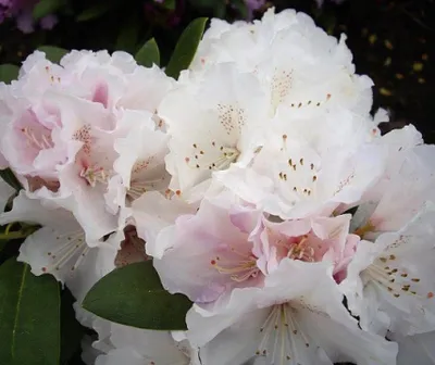 Produktbild von Rhododendron yakushimanum 'Schneekrone' Japanische Azalee 30 - 40 cm