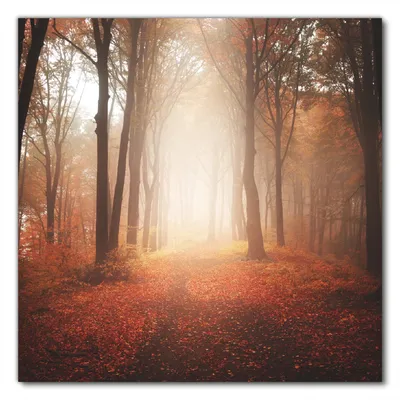 Produktbild von Wallario selbstklebende Möbelfolie/ Tischdecke für Innen und Außen, Größe: 60 x 60 cm - Herbstwald - Weg zu einer Lichtung im Wald