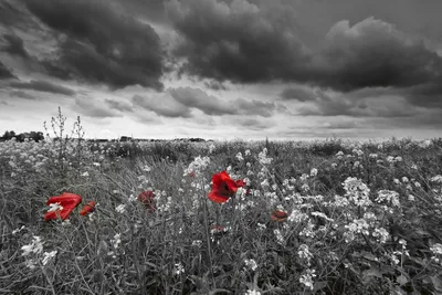 Produktbild von Fototapete - Poppies Black 375x250cm - Vliestapete
