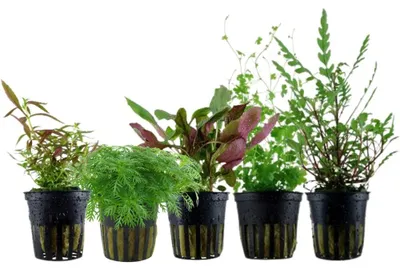 Produktbild von Pflanzen Set mit 5 Mittelgrund Topf Aquarium Wasserpflanzen AquaOne Nr.115