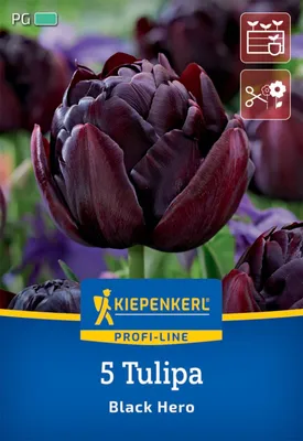 Produktbild von Blumenzwiebel Tulpe 'Black Hero' Kiepenkerl 5 Stück