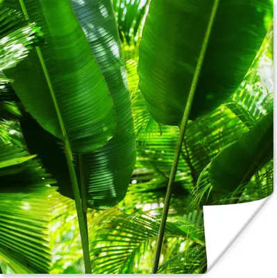 Produktbild von MuchoWow® Poster Tropische Blätter im Dschungel Fotodruck 100x100 cm - Babyzimmer