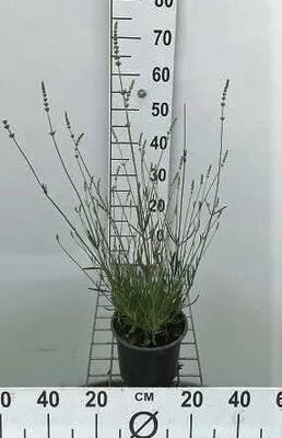 Obrázok produktu pre Lavandula int. 'Edelweiss' - Levanduľa - Kontajner 3 litre