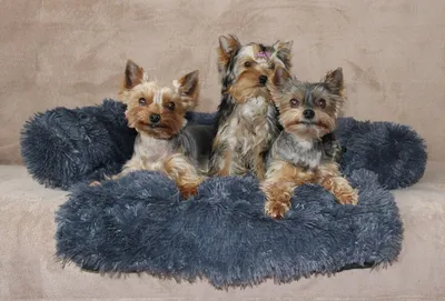 Produktbild von Petsofa Hundebett dunkelgrau, XS