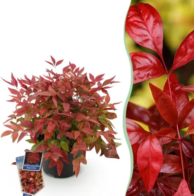 Immagine prodotto di Nandina Blush Pink - Rosa scuro - Sempreverde - Bassa manutenzione - 30-40cm - Ø17cm - Pianta da giardino