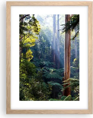 Produktbild von Gerahmtes Poster - Rahmen in heller Eiche - Morgendämmerung Bäume Wald - 30x40 cm - Wand Bild - Wanddeko - Wandbilder - Kunstposter - Wandposter - Bilderrahmen - Bilder - Kunstdruck - P2NPA30x40-4403