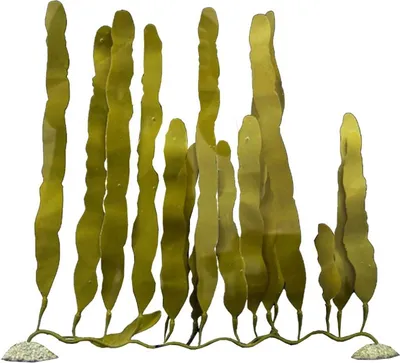 Immagine prodotto di Aqua Della Pianta artificiale Caulerpa, dimensione: M