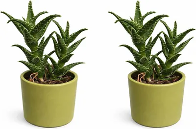 Obrázek produktu pro Sada 2 ks Aloe squarrosa 20 cm v keramickém květináči – pokojová rostlina Zebra Aloe, snadná údržba, celková výška cca 25 cm