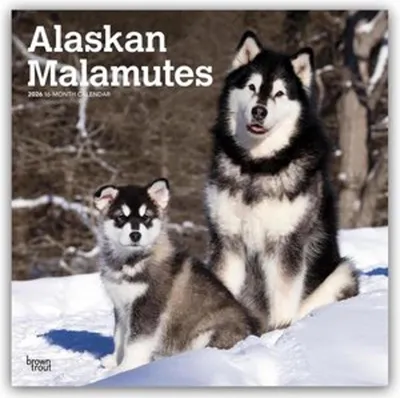 Produktbild von Alaskan Malamutes 2026 - 16-Monatskalender