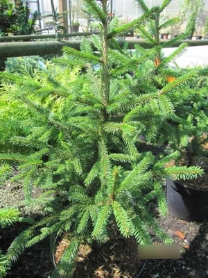 Produktbild von Picea abies Glimra - Gemeine Fichte Glimra - 60-80