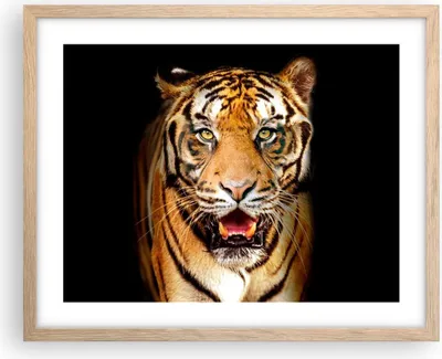 Produktbild von Gerahmtes Poster - Rahmen in heller Eiche - tiger tier - 50x40 cm - Wand Bild - Wanddeko - Wandbilder - Kunstposter - Wandposter - Bilderrahmen - Bilder - Kunstdruck - Wandbild - P2NAA50x40-4103