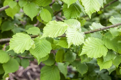 Produktbild von Corylus avellana, Haselnuss, 60–100 cm, 5 L